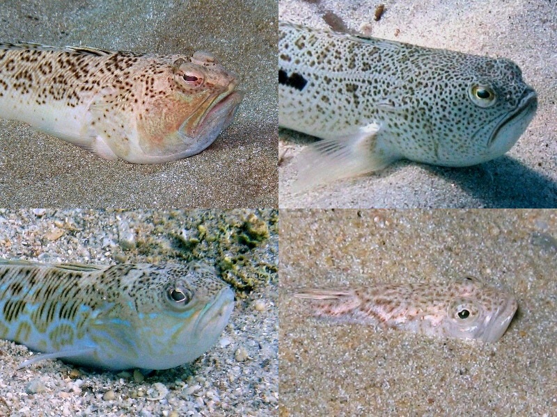 Echiichthys vipera (Cuvier, 1829)
